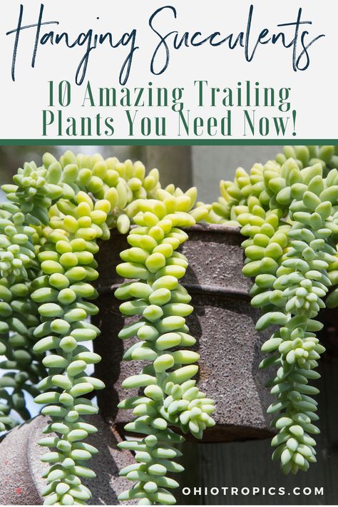 Succulents are all the rage right now, and I want to share some photos and care tips on 10 amazing hanging succulents and cactus plants. I have owned and grown all of these trailing beauties at different points in my life and am happy to share my own tips! Trailing Cactus Plants, Trailing Cactus, Easy Houseplants, Houseplant Tips, Thanksgiving Cactus, Houseplant Care, Succulent Cuttings, Hanging Succulents, Succulent Soil