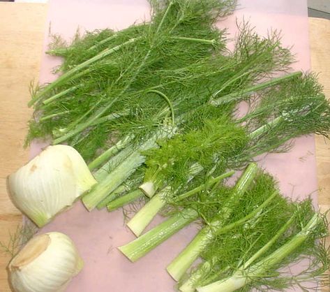 What To Do With Fennel, Fennel Stalks, Pickled Fennel, Zucchini Side Dishes, Fennel Pollen, Food Forest Garden, Fennel Recipes, Roasted Fennel, Homemade Seasonings