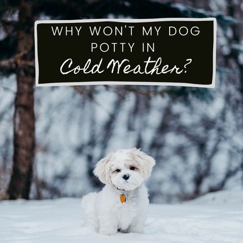 Potty training a puppy or dog in the winter when it's cold outside can be quite a challenge. Your dog doesn't want to be in the cold and you certainly don't want to either. Fortunately, there are strategies to expedite the process, and if worst comes to worst, you can always use some handy tools. Winter Dog Potty Area, Winter Potty Area For Dogs, Covered Area For Dogs To Potty, How To Train A Dog To Potty Outside, Dog Training Potty Go Outside, Night Time Puppy Potty Training, Cold Quotes, Dog Potty Area, Training A Puppy