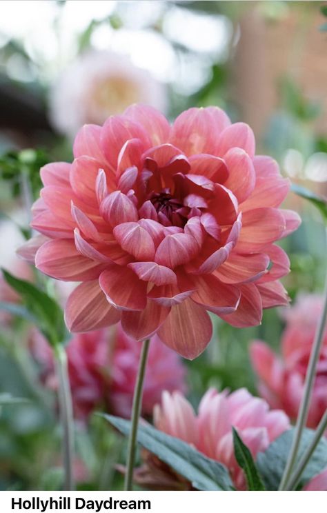 Pink Dahlias, Dahlia Garden, Dahlias Garden, Dahlia, Wedding Flowers, Hot Pink, Flowers, Pink