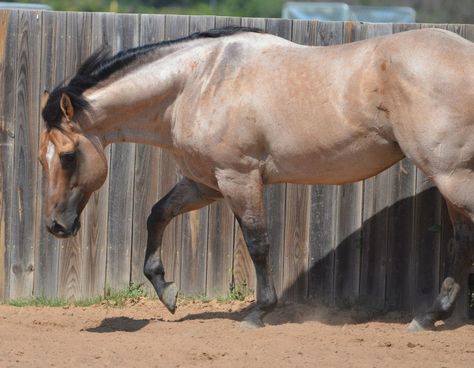 Quarter Horse stallion Snips Olympic Gold, a dun roan Bison Ranch, Unusual Horse, Gilded Lily, Aqha Horses, Quarter Horse Stallion, Buckskin Horse, Horse Coat Colors, Horse Reference, 3 Horses