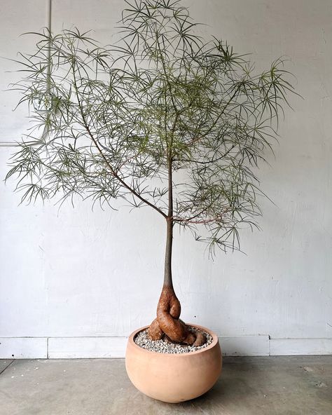 Style takes root ✔︎ Queensland Bottle Tree (Brachychiton Rupestris) #brachychitonrupestris #bottletree #plantstyle Japanese Planting, Brachychiton Rupestris Indoor, Bonsai Trees Aesthetic, Bonsai Accent Plants, Brachychiton Rupestris, Bonsai Plants Aesthetic, Pottery Bonsai Pots, Japanese Plants, Modern Patio Design