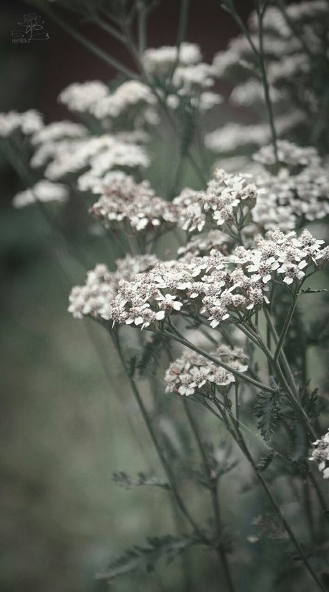 Yarrow Flower Wallpaper, Yarrow Plant, Mystical Nature, Advanced Higher Art, Yarrow Flower, Valley Of Flowers, Simple Garden, Plant Aesthetic, Plant Pictures