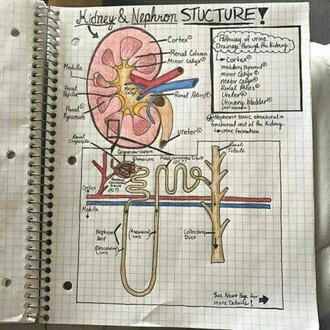 Sir Asad best chemsitry teacher nephron hand made notes hd fhd ultra easy to understand notes Nephron Diagram Easy, Nephron Diagram, Biology Diagrams, Science Chart, Excretory System, Biology Facts, Pharmacy School, Biology Lessons, Biology Notes