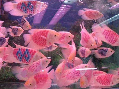 dyed fish?? Fish Asethic, Pretty Fish Aesthetic, Aesthetic Fish, Tropical Fish Aesthetic, Fish Aesthetic, Pink Fish, Desain Quilling, Different Aesthetics, Aquatic Animals