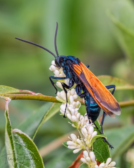 Bug Reference, Tarantula Hawk Wasp, Tarantula Hawk, Insect Photos, Bees And Wasps, Cool Bugs, Beautiful Bugs, Creepy Crawlies, Arthropods