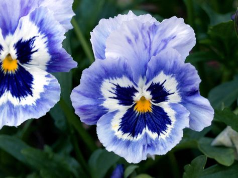 Brazilian Flowers, Snapdragon Tattoo, Blue Pansy Flower, Paper Pansies, Blue Pansies, Blue Pansy, Everything Is Beautiful, Pansy Parkinson, Gardening Hacks