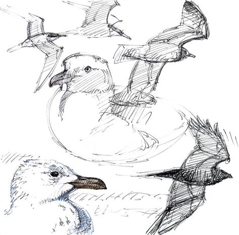 Seagull Sketch Drawings, Drawing Seagulls, Seagull Reference, Seagull Doodle, Art Class Drawing Ideas, Pirate Dnd Character, Seagull Sketch, Class Drawing Ideas, Shared Sketchbook