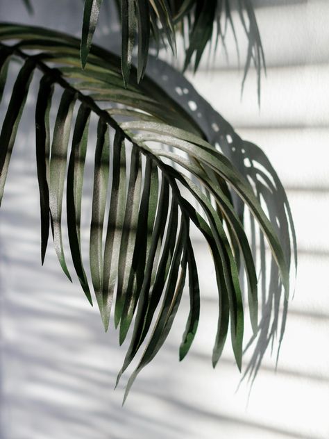 Palm tree • plant • aesthetic • photography • leaf • indoor plant Indoors Aesthetic, Palm Tree Plant, Plant Aesthetic, Indoor Plant, Aesthetic Photography, Palm Tree, Trees To Plant, Indoor Plants, Palm Trees