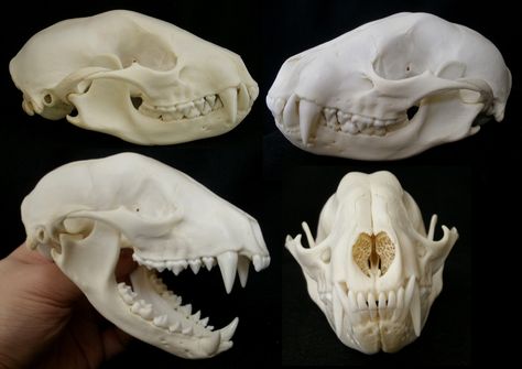 https://flic.kr/p/dN5oJ2 | Crâne de Raton Laveur / Raccoon Skull (Procyon lotor) | Crâne de subadulte mâle Raton Laveur Américain Subadult male American Raccoon Skull (<i>Procyon lotor</i>) Around 10 months old specimen.  Thanks to Sébastien for this specimen ! <a href="http://fr.wikipedia.org/wiki/Raton_laveur" rel="nofollow">fr.wikipedia.org/wiki/Raton_laveur</a>   Lenght : 11,5 cm/4.5 inches  Classe : Mammalia Ordre : Carnivora, Caniformia Famille : Procyonidae Genre : Procyon Animals Skull, Skull References, Raccoon Skull, Raccoon Tattoo, Skull Reference, Ren Fair, Vulture Culture, Animal Bones, Animal Masks