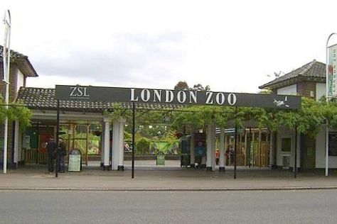 London zoo is the world's oldest zoo, intended for scientific and conservation… London Bucket List, Visit Uk, London Attractions, London Baby, London Zoo, London Landmarks, Family Days Out, Things To Do In London, London Town