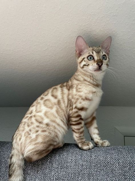 Anime Cat Art, Aesthetic Cat Drawing, Popular Cat Breeds, Ocicat, House Cats, Food Cat, Spotted Cat, Bengal Kitten, Gorgeous Cats