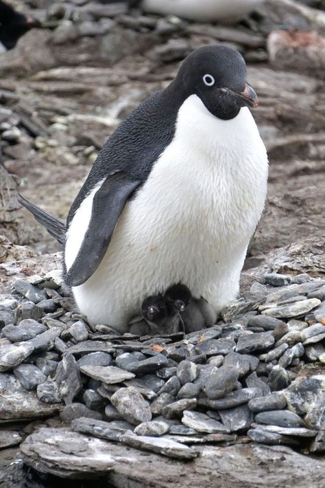 Adelie Penguin (Pygoscelis adeliae) / Manchot Adélie / Image by gillbsydney from inaturalist.org Penguin Photography, Galapagos Penguin, Adelie Penguin, Flightless Bird, Art Block, Adorable Animals, Penguins, Feathers, Close Up