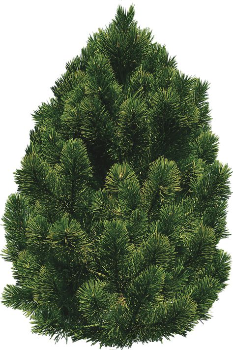 Pine Cut Out Photoshop, Plant Texture, Free Textures, Alpha Channel, Image Search, Texture Art, Herbs, Photoshop, Texture