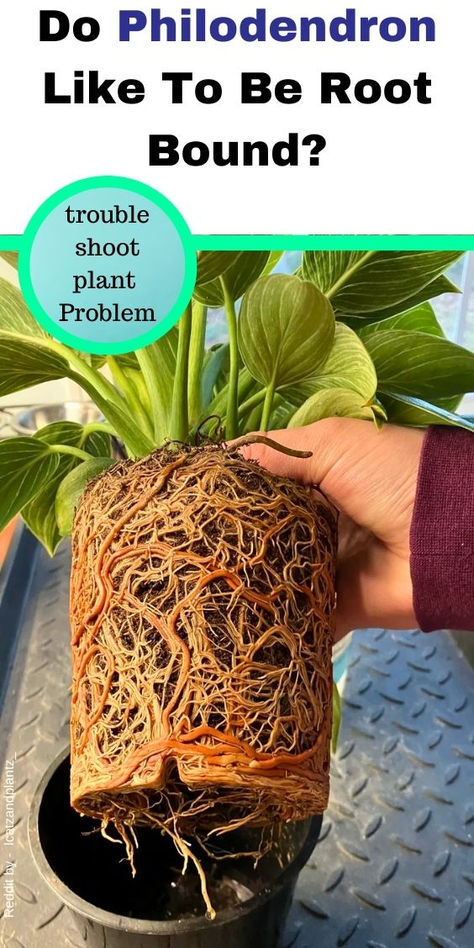 "Philodendron repotting, root-bound houseplants, repotting schedule, plant 
care tips, indoor gardening, root-bound symptoms, repotting philodendron, 
houseplant maintenance, container gardening, root-bound plants, plant root 
health, repotting guide" Small Pots, How To Simplify, Philodendron Plant, Bio Art, Plant Supports, The Signs, Signs, Plants, Art