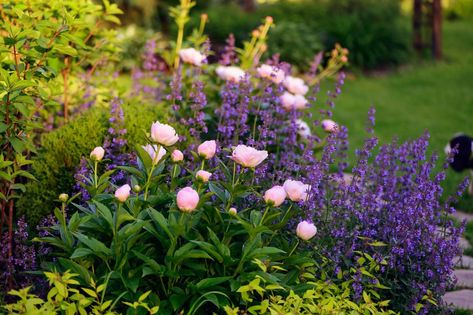 Peony Landscaping Ideas, Peonies Along Side Of House, Flower Bed With Peonies, Peony In Landscaping, Peonies Garden Ideas, Romantic Flower Garden, Peony Plant Garden, Peony Plant Pairing, Peonie Garden Ideas