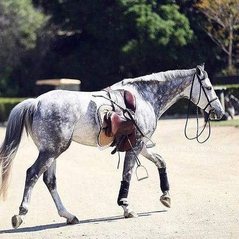 Horse Aesthetic, English Riding, Dressage Horses, Horse Blankets, Equestrian Life, Cute Horses, Horse Photos, Pretty Horses, Horse Photography