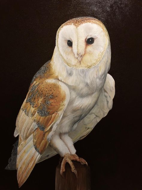 Owl Reference, Owl Asthetic Picture, Owl Reference Photo, Owl Refrences, Barn Owl Painting, Eagle Owl Aesthetic, Owl Oil Painting, Barn Owl Drawing, Ancient Owl Art