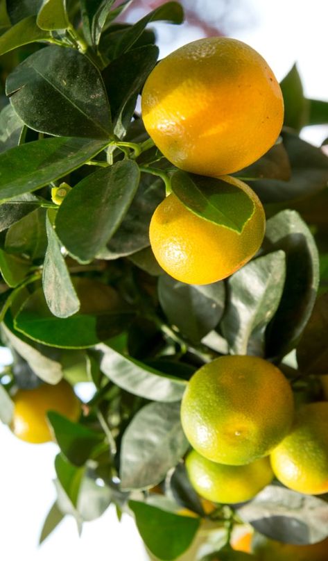 Calamondin or calamondino is very well suited to living inside our heated homes. Planting, repotting, care, watering and pruning, tips for it to thrive. Calamansi Tree, Lemon Tree Pruning, Pruning Lemon Tree In Pot, How To Care For A Lemon Tree, Calamondin Orange Tree, Home Made Fertilizer, Citrus Tree Indoor, Callistemon Citrinus Tree, Fruit Shrub