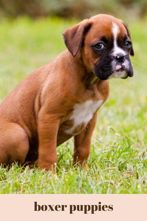 Are you in search of the best Boxer breeders in Florida? If you are, you’re probably thinking to yourself: “I need a dog strong enough to pull a cart, but gentle enough to love a child, smart enough to protect his master, and passionate enough to love his family. Someone with so much love, they can lift the spirits of a broken heart.” You’ll probably want a Box puppy. Boxer puppies for sale in Florida have grown significantly due to their loving characteristics. #boxerpuppies #boxerdog #dog Dogs Boxer, Boxer Puppies For Sale, Reverse Brindle Boxer Puppies, White Boxers Dogs, Boxer Mix Dogs, Custom Printed Shirts, Boxer (dog), Boxer Puppies, Boxer Dogs