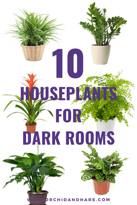 10 BEST House Plants for Dark Rooms - Find out which are the best indoor plants for low light conditions (like when there is no sunlight). These plants (like the Peace Lily) thrive in planters or pots (just make sure you water them!). Bring some green leaves and flowers into your home today with these houseplants. Plants For Dark Rooms, Best House Plants, Low Light House Plants, Indoor Plants Low Light, Dark Rooms, Garden Cactus, Houseplants Low Light, Easy House Plants, Low Light Indoor Plants