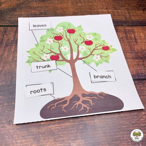 Children place the Tree Part Words in the correct place on the Tree Mat., this activity would go great with a book all about the parts of a tree like Mrs. Peanuckle's Tree Alphabet by Mrs. Peanuckle. #prekprintablefun Preschool Parts Of A Tree, Tree Parts Preschool, Parts Of A Tree Preschool Activities, Preschool Tree Study, Parts Of A Tree Preschool, Tree Preschool Activities, Printable Preschool Activities, Parts Of A Tree, Cookie Sheet Activities