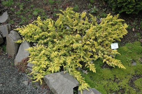 Shore Juniper, Campus Landscape, Low Maintenance Shrubs, Full Size Photo, Evergreen Shrubs, Landscaping Plants, Landscape Projects, Types Of Soil, Gardening Tips