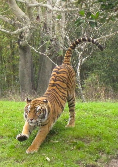 Save The Tiger, Wild Animals Photography, Cat Species, Tiger Pictures, Cat Reference, Animal Study, Cute Tigers, Cat Pose, Tiger Art