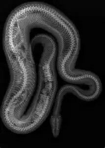 Pregnant Snake X-Ray Danger Noodles, Xray Art, X-ray Images, Bio Art, Screenprinting, A Snake, Natural Forms, Back To Nature, Skull And Bones