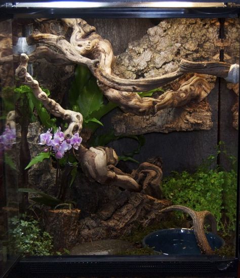 Python Habitat, Snake Habitat Ideas, Snake Tank Ideas, Python Tank, Python Enclosure, Ball Python Pet, Snake Habitat, Carpet Python, Snake Cages