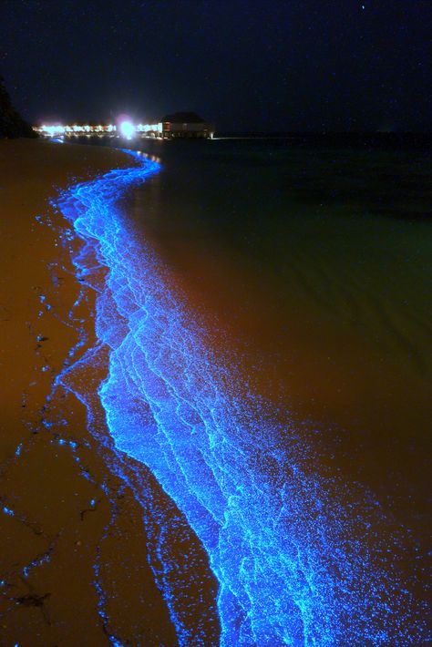 Maldives‎ blue sand Glowing River, Ocean Of Stars, Maldives Beach, Sea Of Stars, Maldives Island, Foto Tips, Bhutan, Alam Yang Indah, Island Life