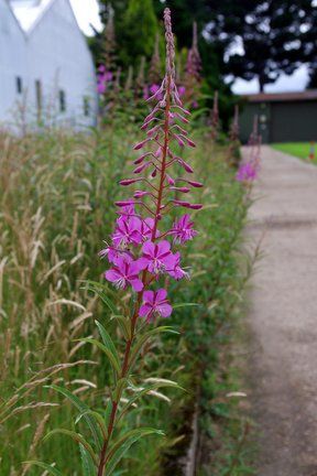 Rosebay willowherb aka Fireweed Rosebay Willowherb, Cozy Bedroom Colors, Garden Weeds, Meteor Garden 2018, Magic Garden, Garden Route, Flower Spike, Herbaceous Perennials, Chelsea Flower