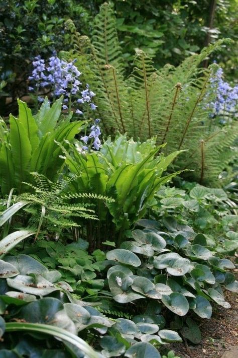 Landscaping Techniques, Shade Garden Design, Flower Garden Plans, Ferns Garden, Shade Garden Plants, Easy Landscaping, Garden Shrubs, Have Inspiration, Woodland Garden