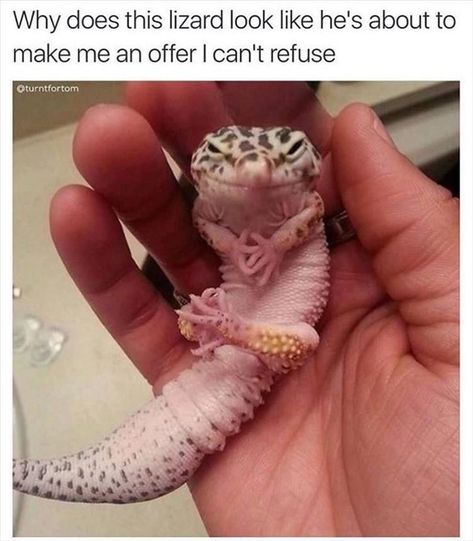 Why Does This Lizard Look Like He's About To Make Me An Offer I Can't Refuse Cute Lizard, Leopard Geckos, Small Creatures, Joyful Heart, Cute Animal Memes, Reptile Snakes, Cute Reptiles, Funny Animal Quotes, Leopard Gecko