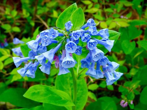 Virginia Bluebells, Wild Ginger, Perennial Border, Attract Pollinators, Blue Bell, Planting Bulbs, Flower Bud, Wild Flower, Perennial Plants