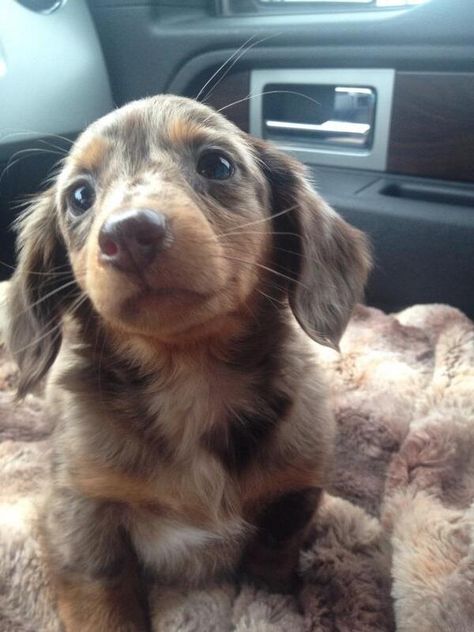 Taking Willow for a ride Dachshund Colors, Afghan Loom, Dapple Dachshund Puppy, Doggie Daycare, Baby Dachshund, Dachshund Puppy Miniature, Super Cute Puppies, Dapple Dachshund, Dog Brain