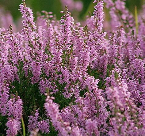 Amazon.com : 100 Scotch TRUE HEATHER Shrub Scot's Purple Pink Flower Calluna Vulgaris Seeds : Garden & Outdoor Small Evergreen Shrubs, Calluna Vulgaris, Garden Tool Holder, Heather Flower, Scottish Heather, Heather Plant, Purple Plants, Perennial Herbs, Plant Spacing