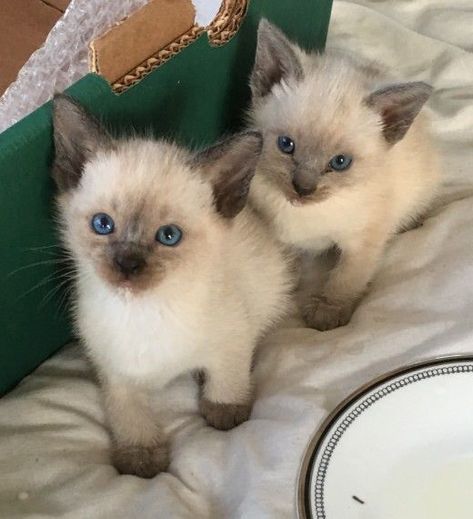 Siamese Cats For Sale, Cat Breeds Siamese, Ragamuffin Kittens, Himalayan Kitten, Munchkin Kitten, Tonkinese, Springfield Illinois, Bengal Kitten, Siamese Kittens