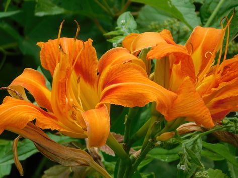 orange day-lily from The Willows Park, Newtown Square, PA, US on July 17, 2022 at 11:15 AM by elephantspop Orange Day Lily, Day Lily, Willow Park, July 17, Lily, Orange, Square