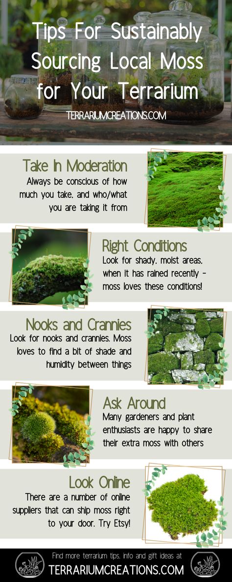 Not only does it add a splash of color and life to any terrarium, sourcing moss can be surprisingly easy. - #terrariums #Terrarium DIY & How To's How To Terrarium, Live Moss Terrarium Diy, Marimo Moss Ball Terrarium Ideas, Self Sustaining Terrarium, Terrarium Substrate Layers, Moss Closed Terrarium, Bottle Terrarium, Growing Moss, Moss Garden Terrarium Glass Jars