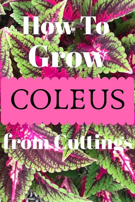 Propagate Coleus, Coleus Garden, Coleus Care, Plants 101, Plant Troughs, Coleus Plants, Garden Shade, Planting Ideas, Plant Propagation