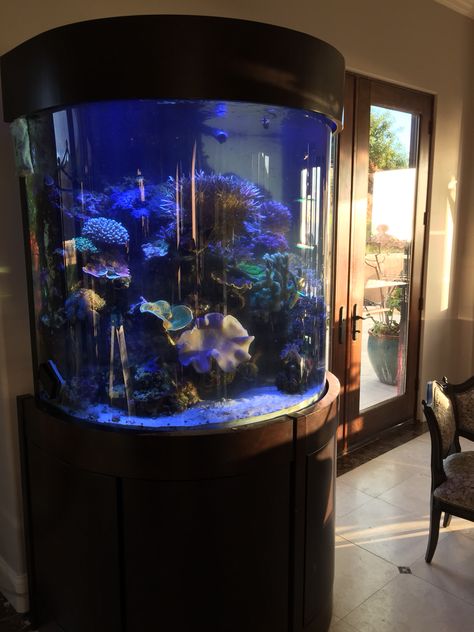 140 gallon half cylinder reef aquarium. Cylinder Fish Tank, Aquarium Design Ideas, Round Fish Tank, Fish Tank Ideas, Aquarium Stands, Saltwater Fish Tanks, Fresh Water Fish Tank, Aquarium Stand, Nature Aquarium