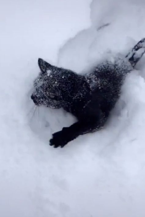 Black Cat In Snow, Lovelight Farms, Cat In Snow, Cat Running, Yule Cat, Cat Run, Winter Cat, Kitten Pictures, A Black Cat