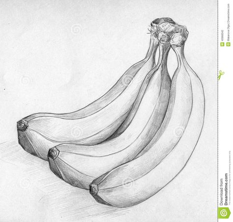 Banana Sketch Stock Illustration - Image: 40968342 Easy Still Life, Banana Sketch, Cartoon Sketch Drawing, Easy Still Life Drawing, Together Illustration, Banana Color, Drawings In Pencil, Bunch Of Bananas, Fruit Sketch