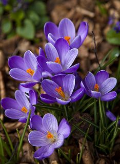 Purple Crocus Purple Crocus, Purple Flowers Garden, Crocus Flower, Blue And Purple Flowers, Flower Names, Flower Therapy, Hand Drawn Flowers, Beautiful Flowers Pictures, Types Of Flowers