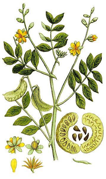 Senna tea is an ancient global remedy for constipation. Senna Tea, Senna Leaf, Constipation Remedies, Natural Colon Cleanse, Colon Cleanse, Botanical Drawings, Medicinal Herbs, The Villain, Botanical Illustration