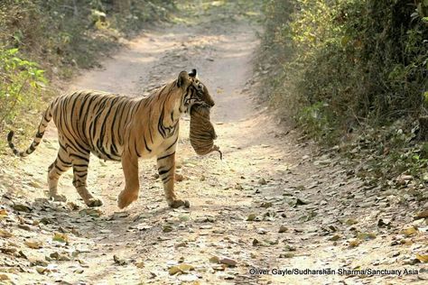 Ranthambore Park, India Tigress with her cub T-19 Tigers, India, Animals