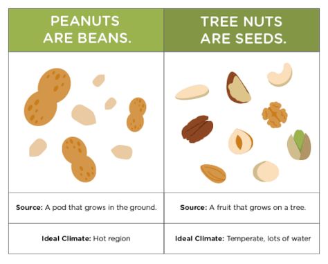 What Are Tree Nuts? – Lil Mixins Allergy Diet, Nut Allergy, Tree Nut Allergy, Fruit Bearing Trees, Peanut Tree, Fresh Fruit Salad, Brazil Nuts, Peanut Allergy, Lima Beans