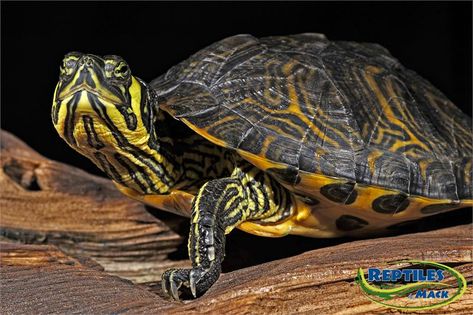 Pet Turtle Care, Yellow Bellied Slider, Turtles For Sale, Snake Turtle, Turtle Care, Slider Turtle, Water Turtle, Aquatic Turtles, Pet Turtle