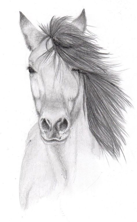 Pencil Sketches Of Animals, Horses Drawing, Horse Pencil Drawing, Easy Pencil Drawings, Drawing Horse, Drawing Dragon, Easy Animal Drawings, Pencil Drawings Of Animals, Horse Sketch